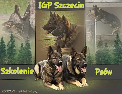 IGP Szczecin